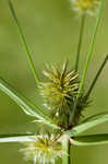 Manyflower flatsedge